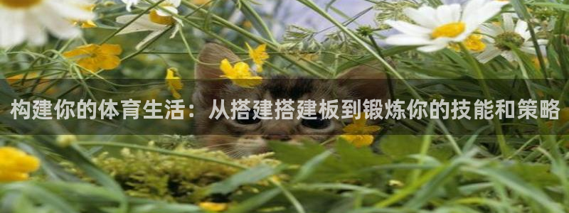 杏彩xc5招商：构建你的体育生活：从搭建搭建板到锻炼你的技能和策略